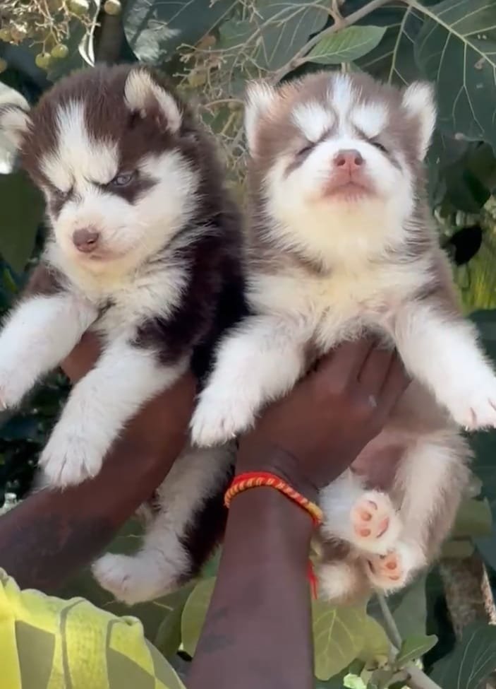 Purchase KCI Registered Siberian Husky Puppy from Vizag